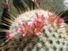 Mammillaria dixanthocentron 2012