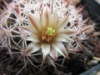 Mammillaria johnstonii 2010 3